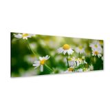 Panoramic Akryltavla The Daisy