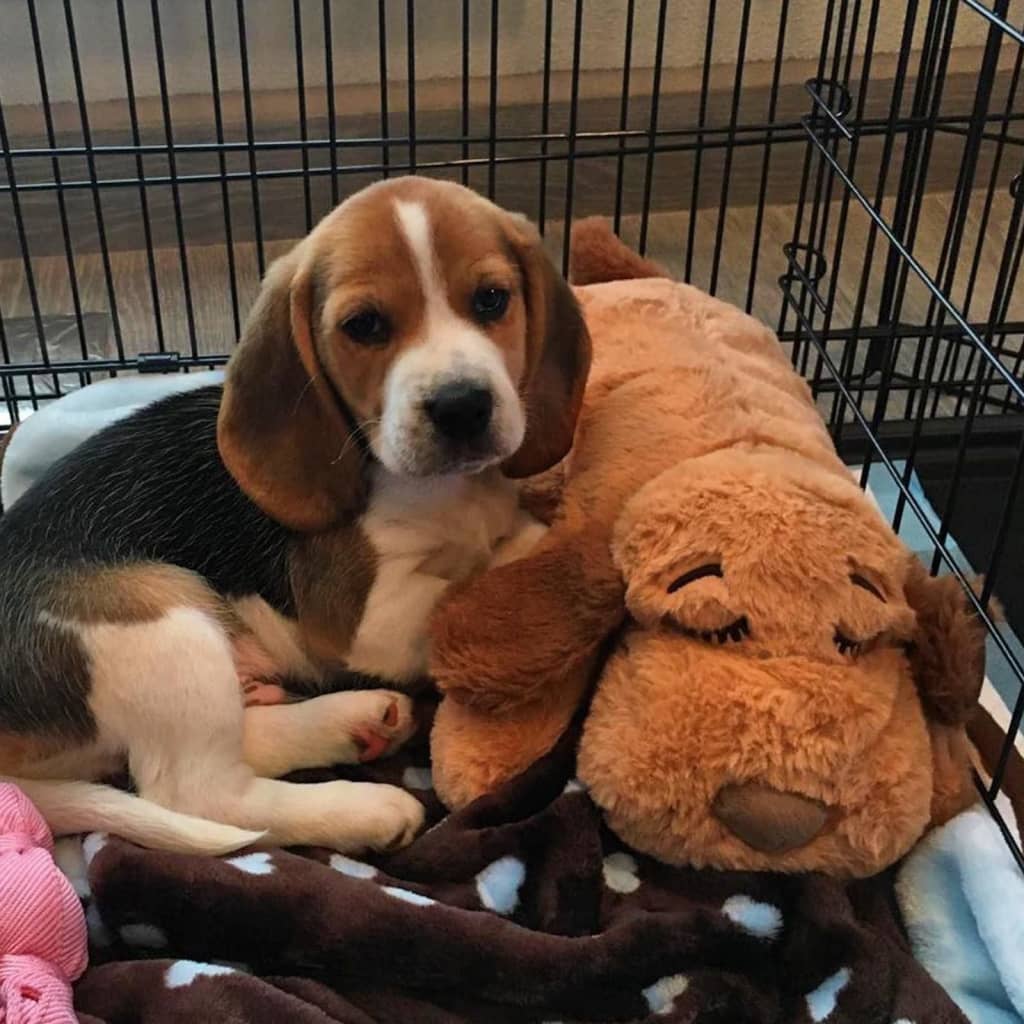 Afbeelding Snuggle Puppy Welkomspakket Gender Neutraal door Vidaxl.nl