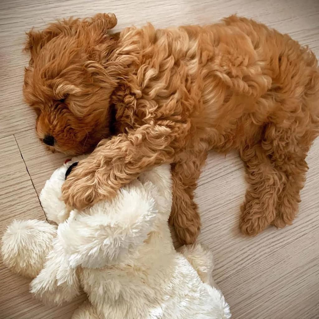 Snuggle Puppy Hundespielzeug mit Herzschlag Golden