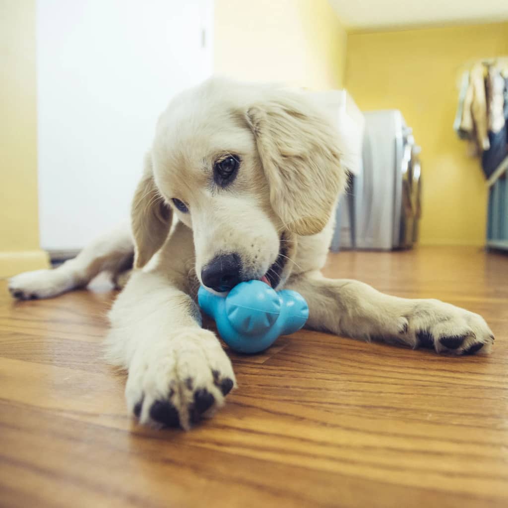 Zogoflex Tux Treat Toy - Aqua