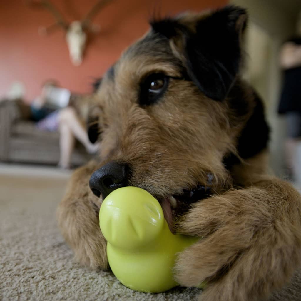 Afbeelding Zogoflex Tux Treat Toy - Lime door Vidaxl.nl