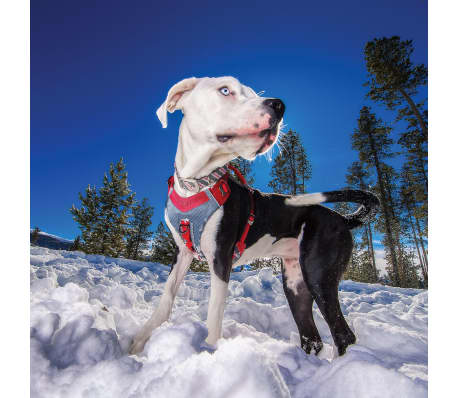 journey dog harness