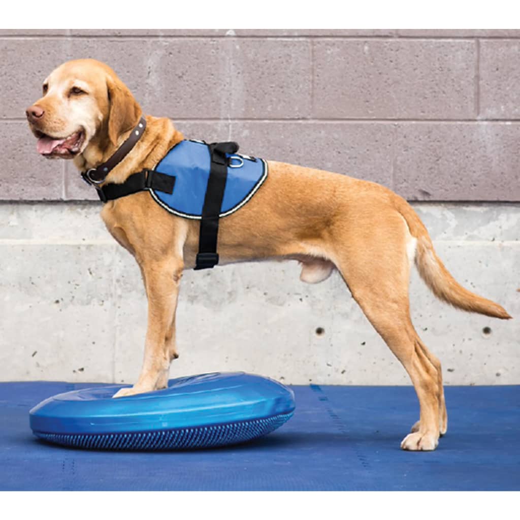 FitPAWS Balansplatta för hund 36 cm blå 433818