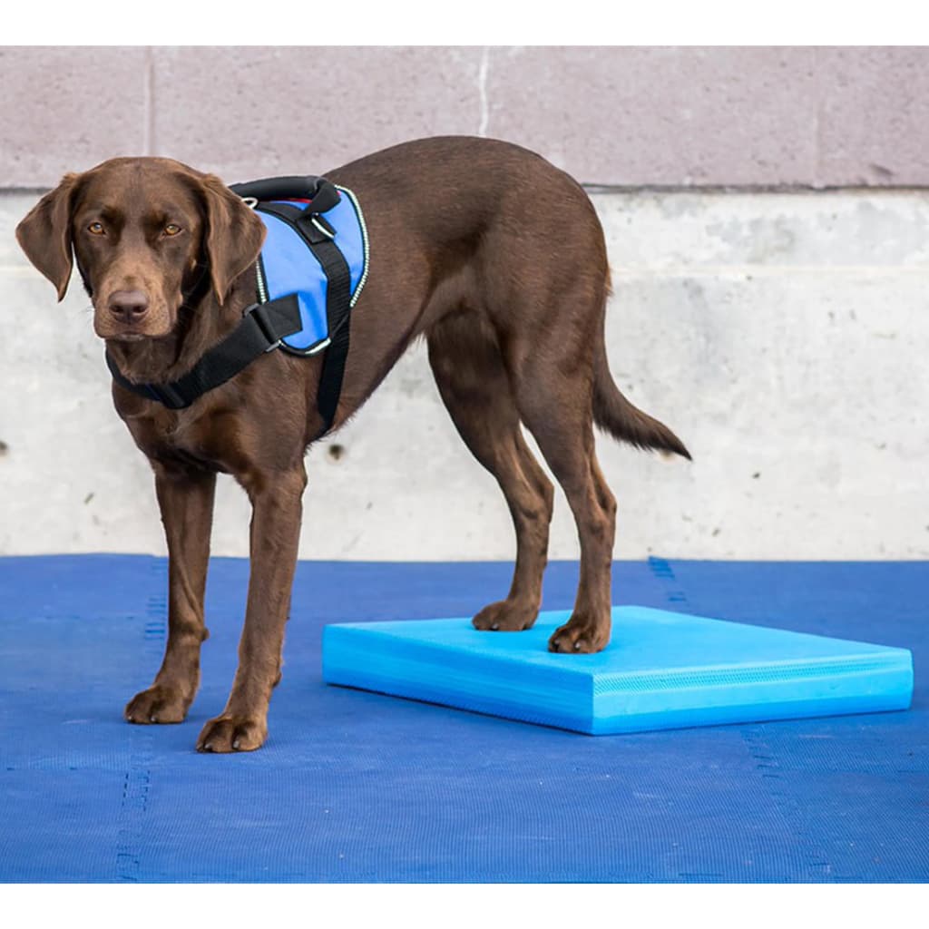

FitPAWS Dierenbalansmat 38x46x5 cm blauw