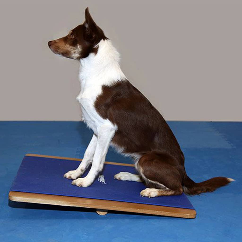 Planche à bascule XL bleu pour chien - 75x75 cm