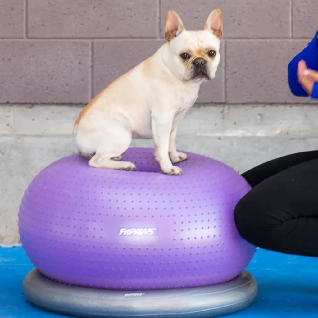 Thumbnail - FitPAWS Fitnessball für Hunde TRAX Donut 55 cm Lila