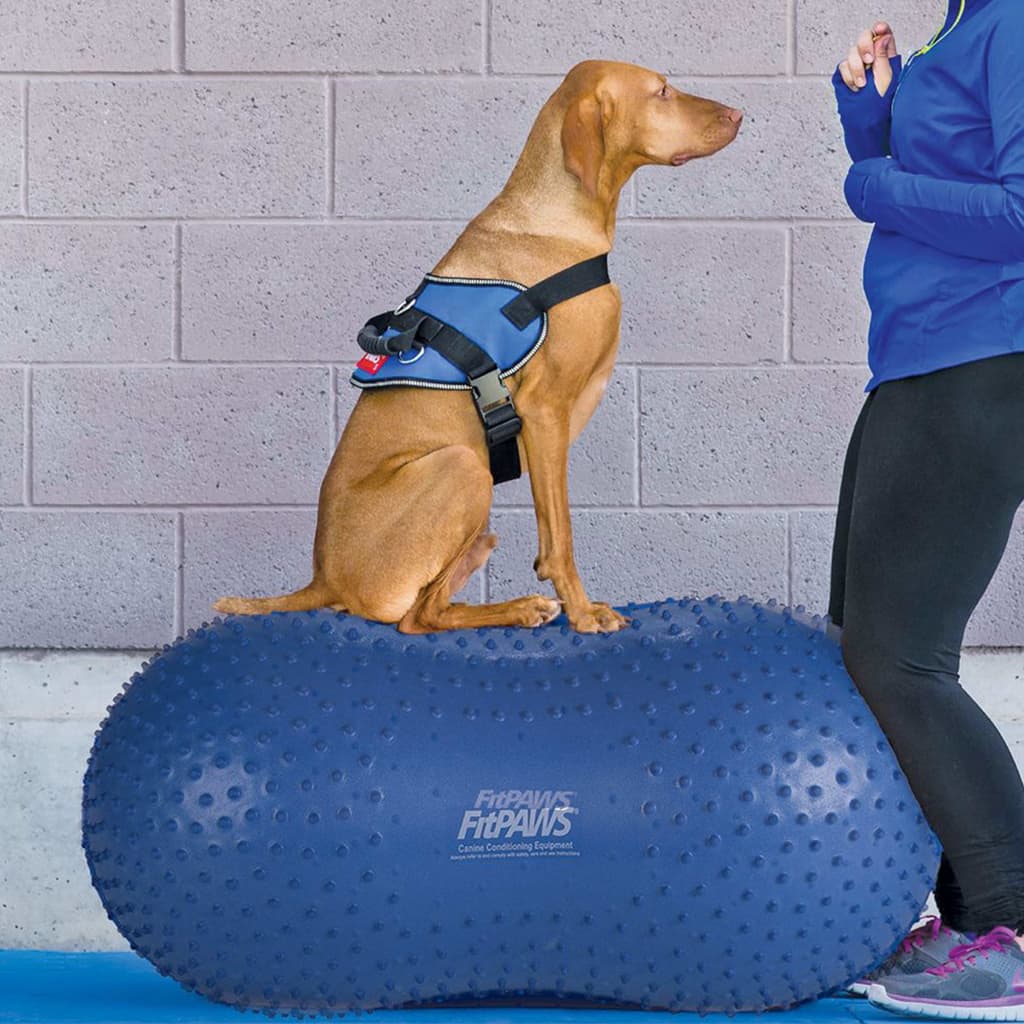 FitPAWS Plate-forme d'équilibre pour animaux de compagnie 60 cm Bleu