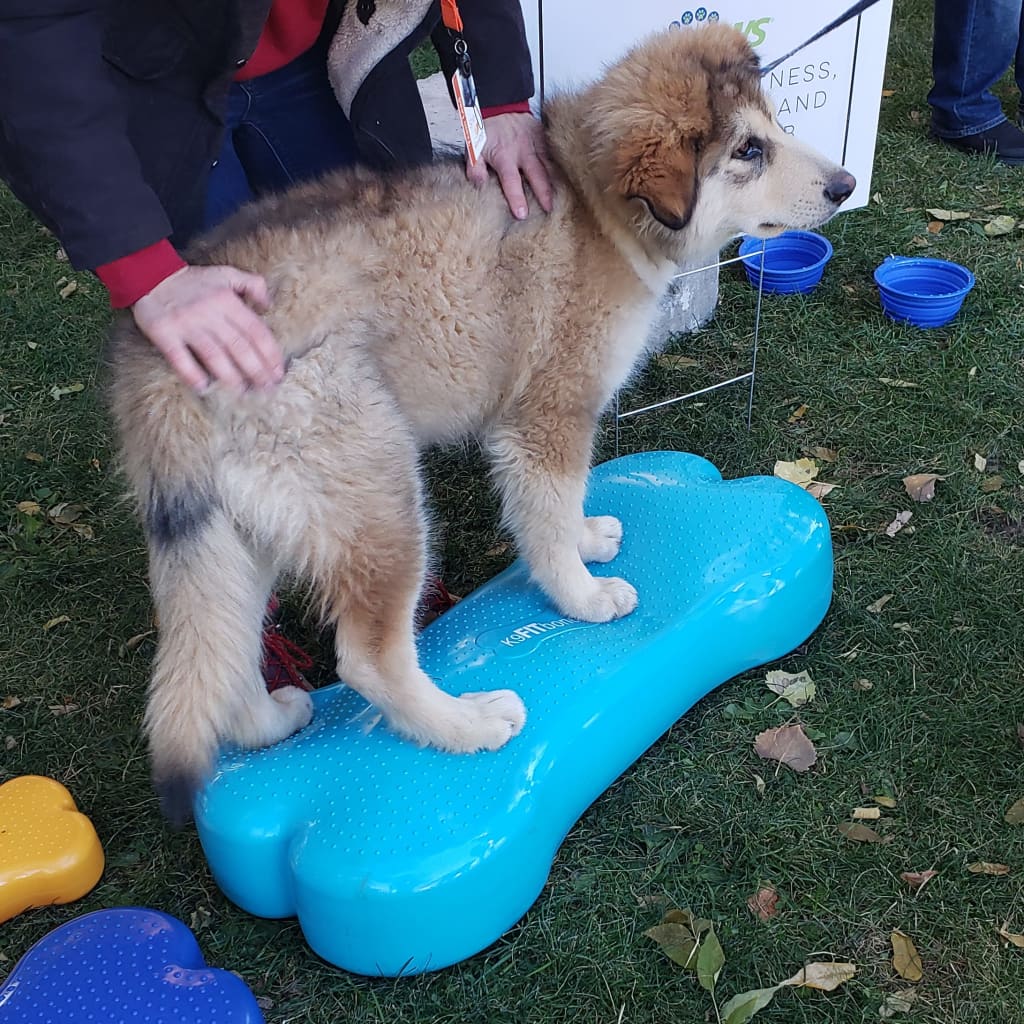 FitPAWS Pet Balance Platform Giant K9FITbone PVC Aqua