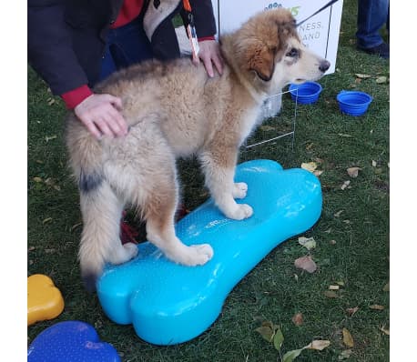 FitPAWS Pet Balance Platform Giant K9FITbone PVC Aqua