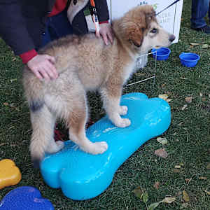 FitPAWS dzīvnieku līdzsvara platforma Giant K9FITbone, ūdens zils PVC