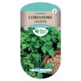 Semence Coriande Cultivée