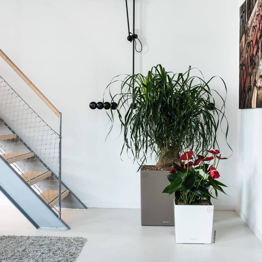 LECHUZA Jardinière CUBE 30 ALL-IN-ONE Blanc brillant