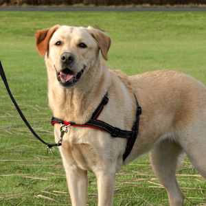 TRIXIE Sele Lead'n'Walk Soft st&oslash;rrelse S-M 45-70 cm svart 13055