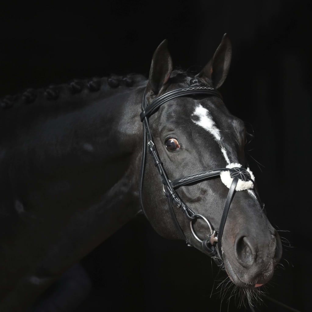 Afbeelding Covalliero Hoofdstel Cancun Pony zwart door Vidaxl.nl