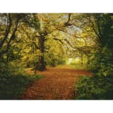 Komar Fotobehang Autumn Forrest 388x270 cm 8-068