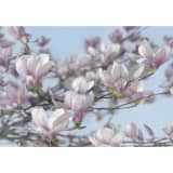 Komar Fototapeta Magnolia, 368 x 254 cm, 8-738