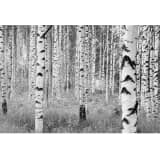 Komar Fotobehang Woods 368x248 cm XXL4-023