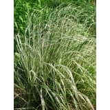 Calamagrostis x Overdam II Elegrass
