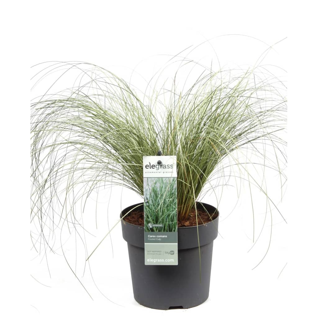 Carex groen max 80 cm Elegrass