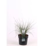 Festuca glauca Azurit II Elegrass