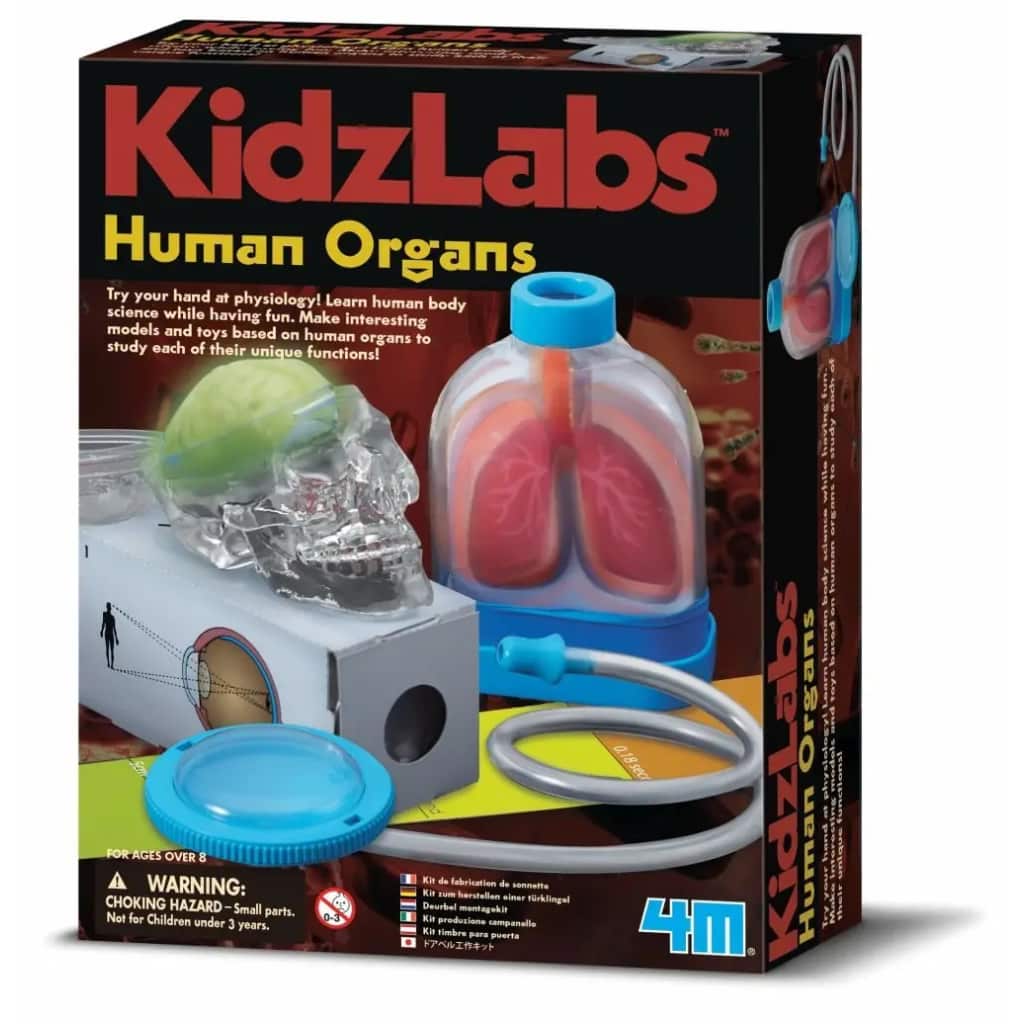 Afbeelding 4M Kidzlabs Menselijke Organen door Vidaxl.nl