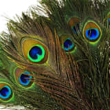 Plumes de paon | Pour mariages, d