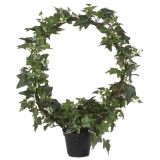 Murgröna båge 52cm