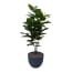 Kunstplantshop Kunstplant Ficus Elastica Met Sierpot Eggy35 Antraciet kunstplantshop kopen in de aanbieding