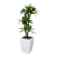 Htt Decorations Kunstplant Dracaena Met Sierpot Genesis36 Wit htt decorations kopen in de aanbieding