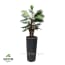 Kunstplantshop Kunstplant Rhapispalm Met Sierpot Clou38 Antraciet kunstplantshop kopen in de aanbieding