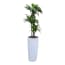 Kunstplantshop Kunstplant Dracaena Met Sierpot Clou38 Wit kunstplantshop kopen in de aanbieding