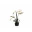 Htt Decorations Kunstplant Orchidee Phalaenopsis Mini 3 Tak Wit 38 Cm htt decorations kopen in de aanbieding