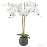 Kunstplant Orchidee / Phalaenopsis XXL 5-tak wit 90 cm hoog