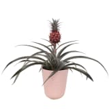 Breasy Singles Day Bromelia Ananasplant