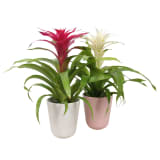 Breasy 2 Bromelia Guzmania Love Roze en Wit