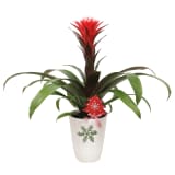 Breasy Christmas Bromelia Guzmania met