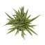 Breasy Choice Of Green 4 Chlorophytum Comosum breasy kopen in de aanbieding