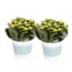 Breasy Choice Of Green 2 Kalanchoe Rosalina Zink breasy kopen in de aanbieding