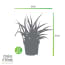 Breasy Choice Of Green 3 Sanseveria Fernwood Punk breasy kopen in de aanbieding Breasy Choice Of Green 3 Sanseveria Fernwood Punk breasy kopen in de aanbieding