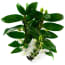Breasy Choice Of Green 2 Dendrobium Nobile Oftewel breasy kopen in de aanbieding Breasy Choice Of Green 2 Dendrobium Nobile Oftewel breasy kopen in de aanbieding
