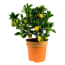 Breasy Choice Of Green 4 Calamondine Oftewel breasy kopen in de aanbieding
