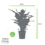 Choice Of Green 1 Spathiphyllum Sweet choice of green kopen in de aanbieding