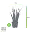 Choice Of Green 1 Sanseveria Fernwood choice of green kopen in de aanbieding Choice Of Green 1 Sanseveria Fernwood choice of green kopen in de aanbieding