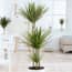 Breasy Choice Of Green 1 Dracaena Marginata breasy kopen in de aanbieding Breasy Choice Of Green 1 Dracaena Marginata breasy kopen in de aanbieding