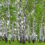 AG Design Fototapete Berry-Birch FTS1304