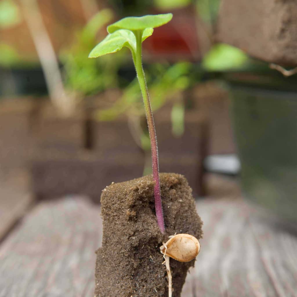 Kit Mini Propagatore 4x16 Celle Nature 18 width=274