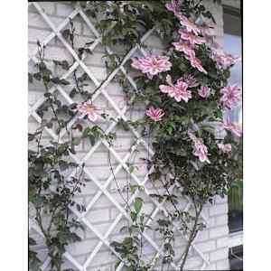 Nature Hageespalier 50x150 cm PVC hvit 6040701