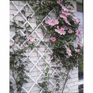 Nature Hageespalier 100x200 cm PVC hvit 6040703