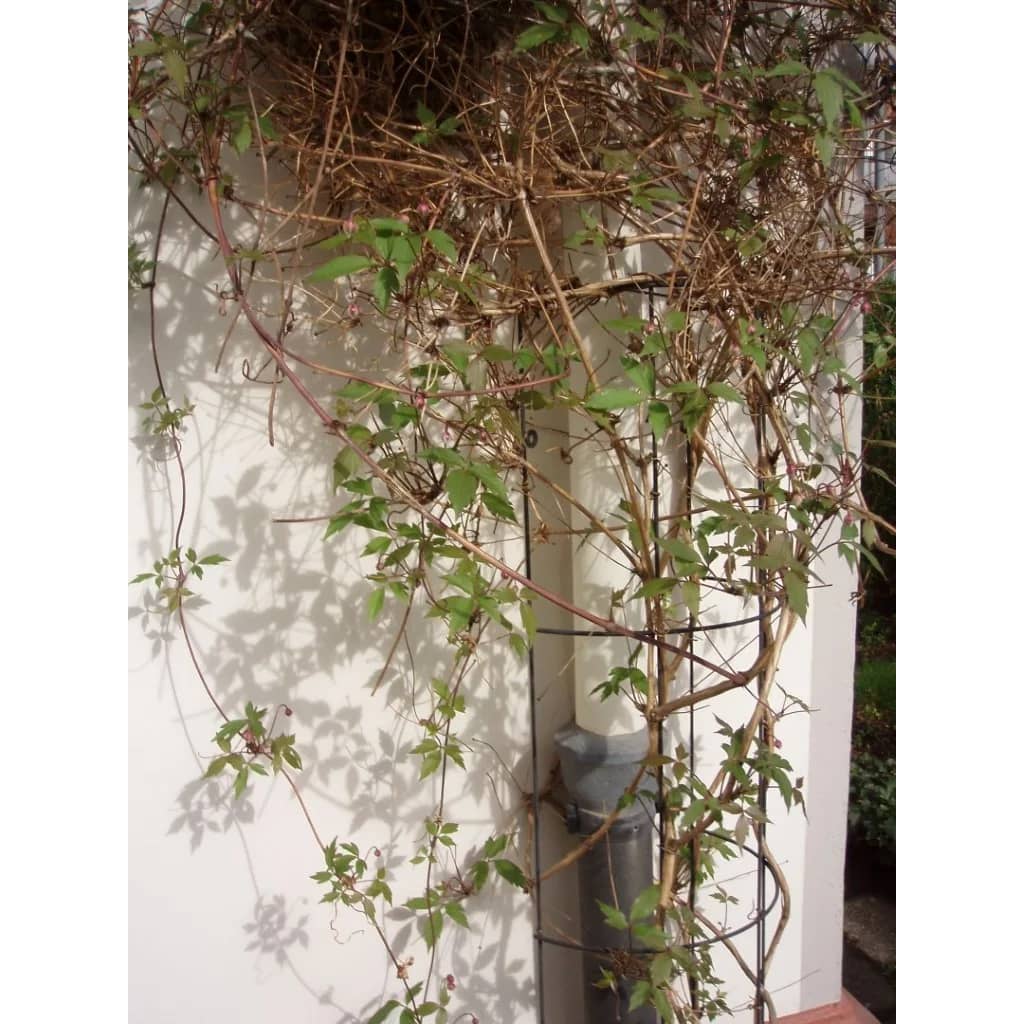 Nature Klimplantrek Halfrond Metaal Verzinkt 150x18cm