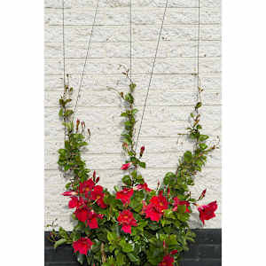 419738 Nature Wire Trellis Set for Climbing Plants 6040760